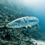 Close image of a Barracuda