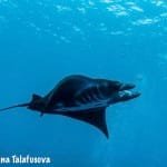 Image of a Manta ray