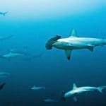 Image of Hammerhead Sharks