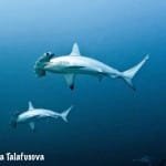 Image of Hammerhead Sharks