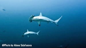 Image of Hammerhead Sharks