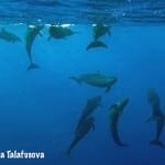 Image of a group of False killer whales