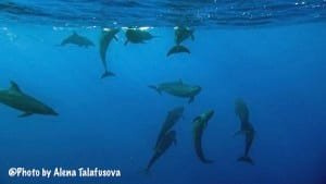 Image of a group of False killer whales