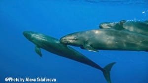 Three False killer whales