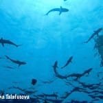 Image of Silky sharks