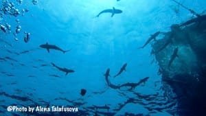 Image of Silky sharks