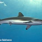 Image of a Silky shark