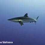 Image of a Silky shark