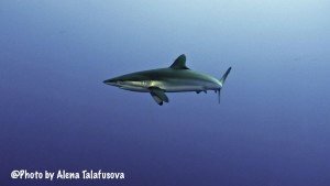 Image of a Silky shark