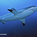 Image of a Grey reef shark