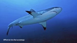 Image of a Grey reef shark