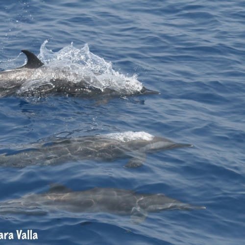 Pictures taken on the surface - Don Questo Sudan Diving live aboard