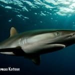 Image of Silky Shark