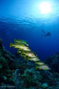 Colorful emotions... Yellow sweetlips and scuba diver on the background