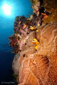 Clown fish dance - Clown fish and anemones