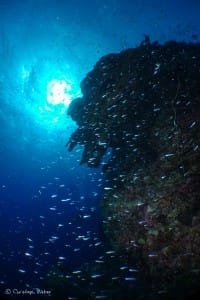 Sun and "stars" - Underwater landscape with suni in the background