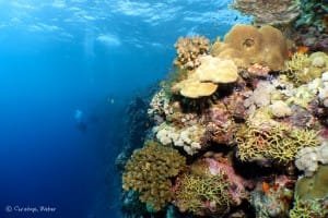 Sudanese Red Sea reef