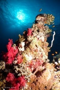 Red and Blue - Underwater landscape