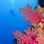 Soft emotions - Soft corals and scuba diver on the background