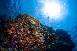 Sudanese Red Sea Reef