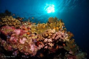 Sudanese Red Sea Reef