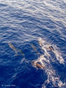 Jumping Dolphins in front of the boat